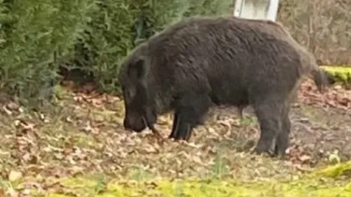 Un sanglier se balade dans un lotissement depuis 3 mois