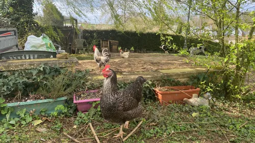 Adopter des poules grâce à Ardenne Métropole