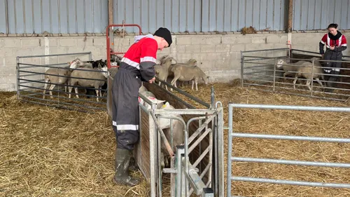 Ovinpiades : un berger ardennais représentera la région au Salon de...