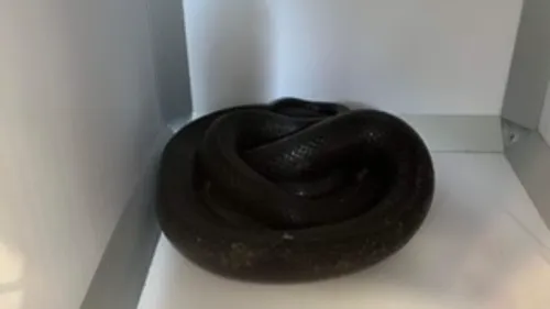 Un serpent vivant retrouvé dans une cabine d'essayage d'un magasin