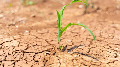 Sécheresse - Les premiers versements d’aide aux agriculteurs...