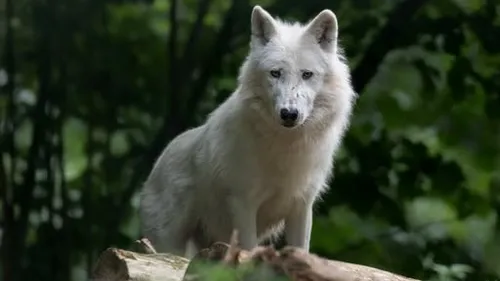 Le Parc Argonne Découverte en deuil après la mort d'une louve