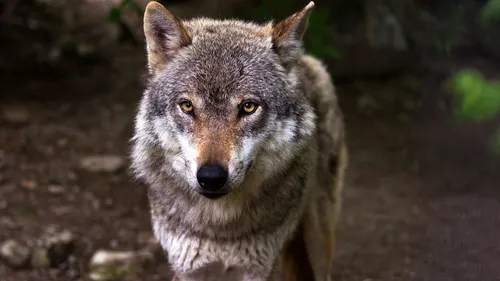 Un éleveur des Ardennes autorisé à tirer sur le loup