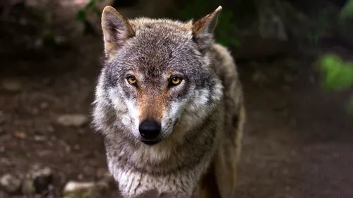Loup : un mouton retrouvé mort à 30m d'une habitation