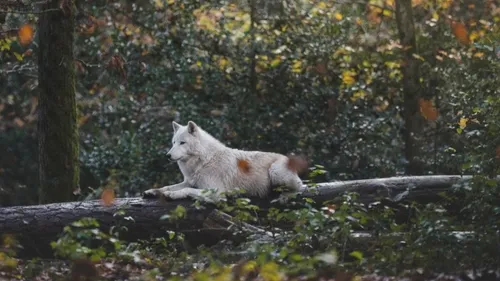 Ardennes – Le Parc Argonne Découverte se transforme pour Halloween