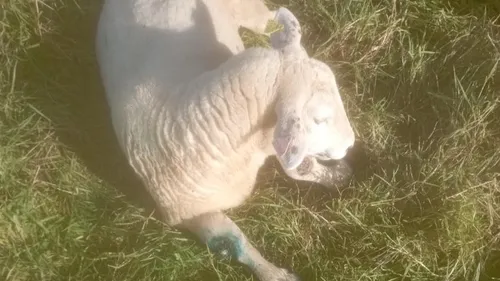 Des éleveurs de moutons des Ardennes rencontrent la Ministre de...