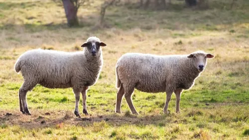 Un troupeau de moutons attaqué à Biermes