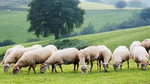 Plusieurs attaques de loups ou de chiens errants dans les Ardennes