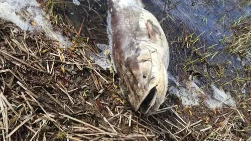 Des dizaines de poissons retrouvés morts au bord d'un lac
