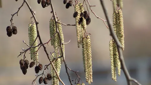 Alerte rouge aux pollens dans les Ardennes