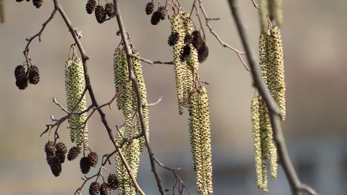 Vigilance rouge au pollen dans la région