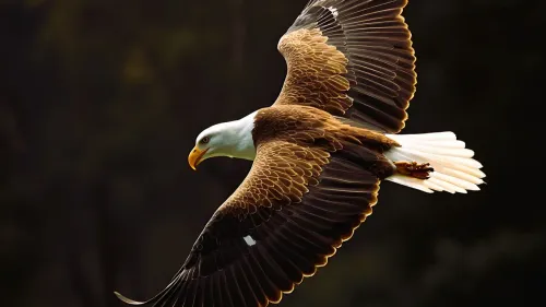 Un pisciculteur ardennais condamné pour avoir tué un rapace protégé