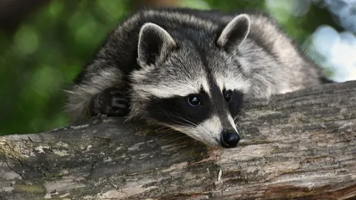 2 jeunes ratons laveurs se baladaient sur le toit d'une église