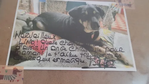 Une ardennaise a reçu plusieurs lettres de Brigitte Bardot