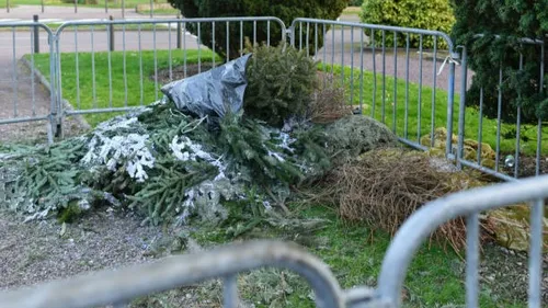 Que faire de son sapin après les fêtes de Noël ?