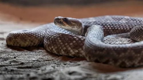 Un serpent d'un mètre capturé par les secours en pleine ville