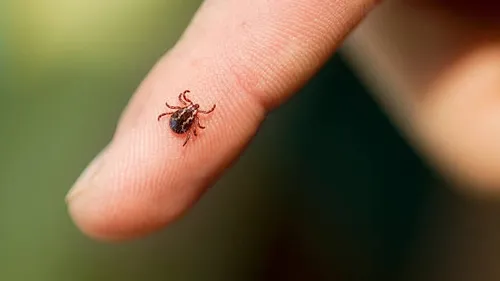 Les tiques de retour dans la région en ce début de printemps