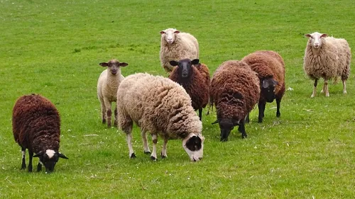 Fièvre catarrhale ovine : un premier foyer confirmé dans les Ardennes