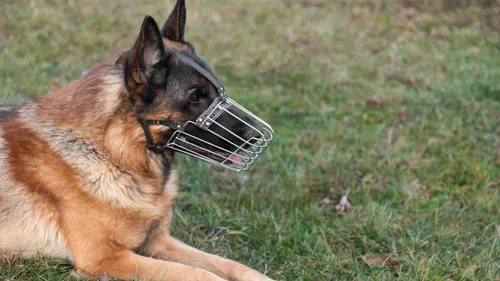 Chiens dits dangereux : quatre communes des Ardennes signent un accord