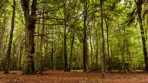 Forêt primaire : l'association répond aux polémiques