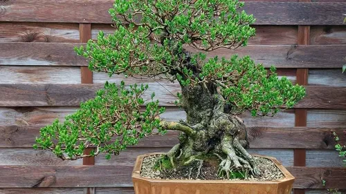 Le congrès national du Bonsaï s'installe à Vivier-au-Court