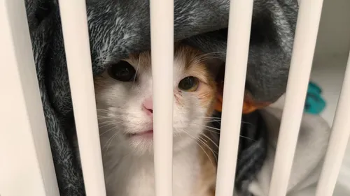 Bilan 2025 pour la Société Protectrice des Animaux