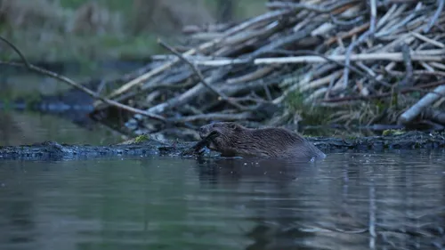 Le sauvetage d'un castor