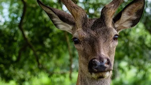Un cerf dans un troupeau