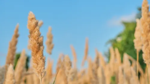 L'alerte sécheresse étendue à toutes les Ardennes 