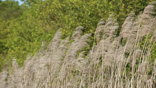 Pollens de graminées : vigilance pour les personnes sensibles