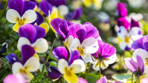 600 bulbes de fleurs dérobés à Charleville
