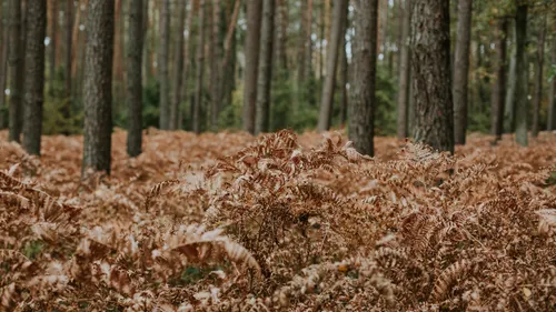 Opération "nature propre" dans les Ardennes