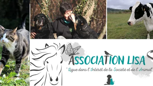 Animaux abandonnés l'été