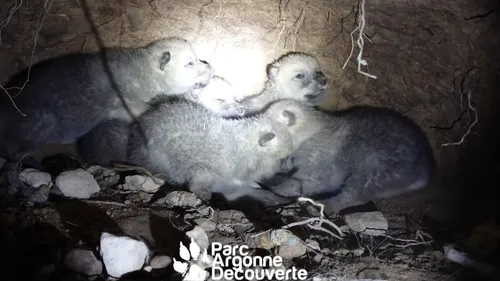 De nouveaux louveteaux nés au Parc Argonne Découverte dans les...