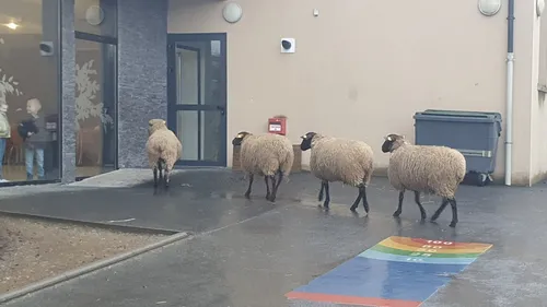 Des moutons à la place des enfants