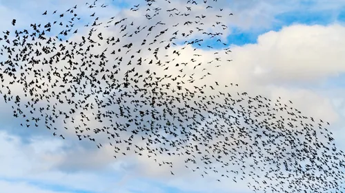 Des rapaces et des faisceaux lumineux pour chasser les étourneaux