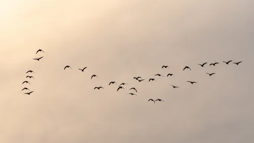 Charleville fait la chasse aux étourneaux