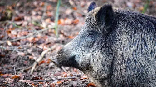 VIDEO - Un sanglier interrompt l'entraînement de Handball et se...