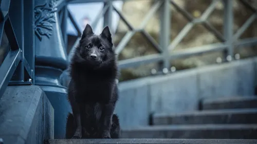 Salon de l'agriculture : une Ardennaise concourt avec son chien