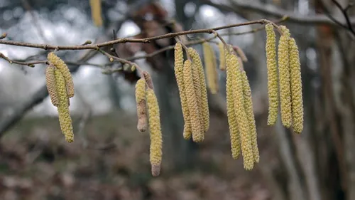 Allergies : la saison des pollens démarre déjà dans la région