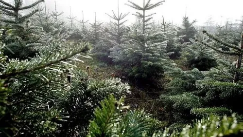 Les"Sapins du coeur" de retour dans les Ardennes