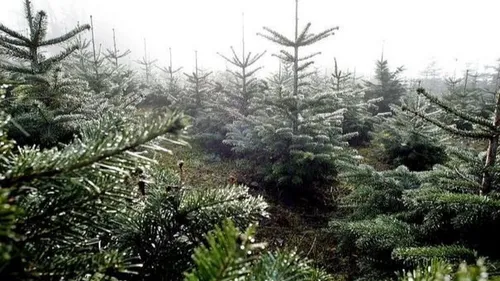 "Les sapins du coeur" sont de retour