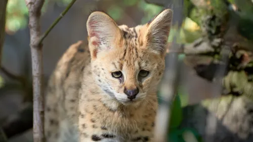 Un trafic d'animaux sauvages démantelé en partie depuis les Ardennes