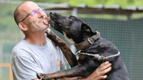 8% d'animaux abandonnés recueillis en plus dans le Grand Est.