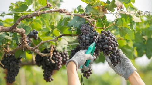 Champagne-Ardenne - Des vendanges très précoces dans la région