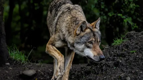 Loup dans les Ardennes : des louvetiers et des chasseurs ont été...