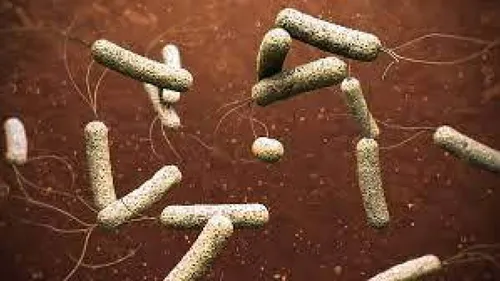 LE JOURNAL DU LIBAN DE 13H30 DU 31/10/2022