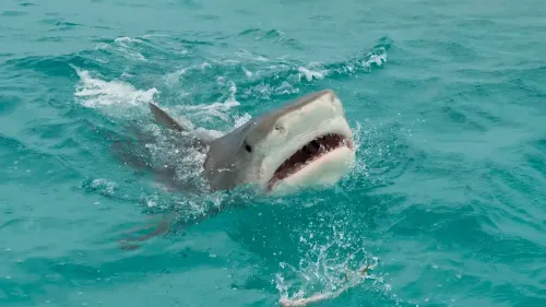 Des requins cocaïnomanes découverts au large des Bahamas