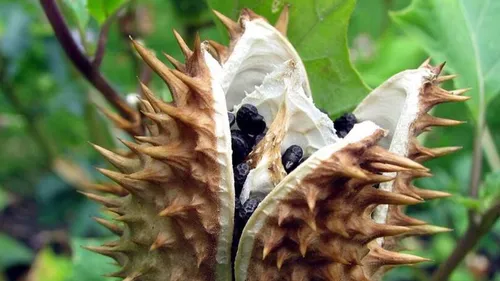 Le « Souffle du Diable » : la drogue américaine ultra dangereuse,...