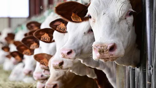 (VIDÉO) Le plus grand massacre du bétail américain : des milliers...